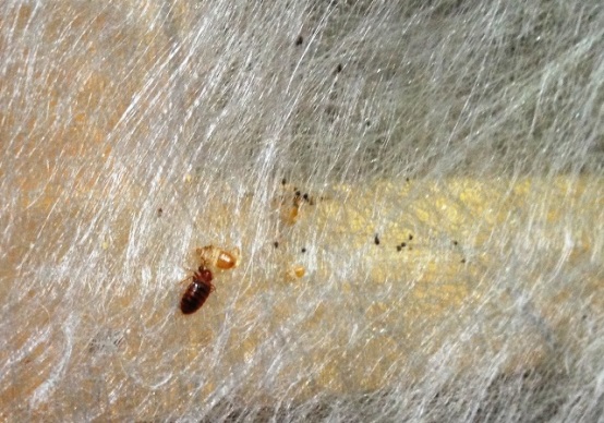 bed bug under box spring