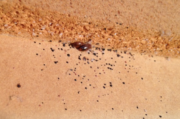 live bed bugs, eggs, and fecal matter behind a headboard