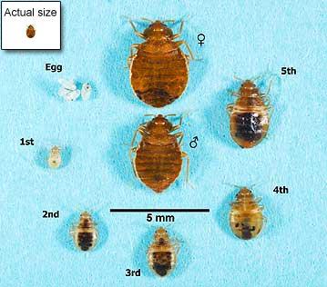 bed bug life cycle